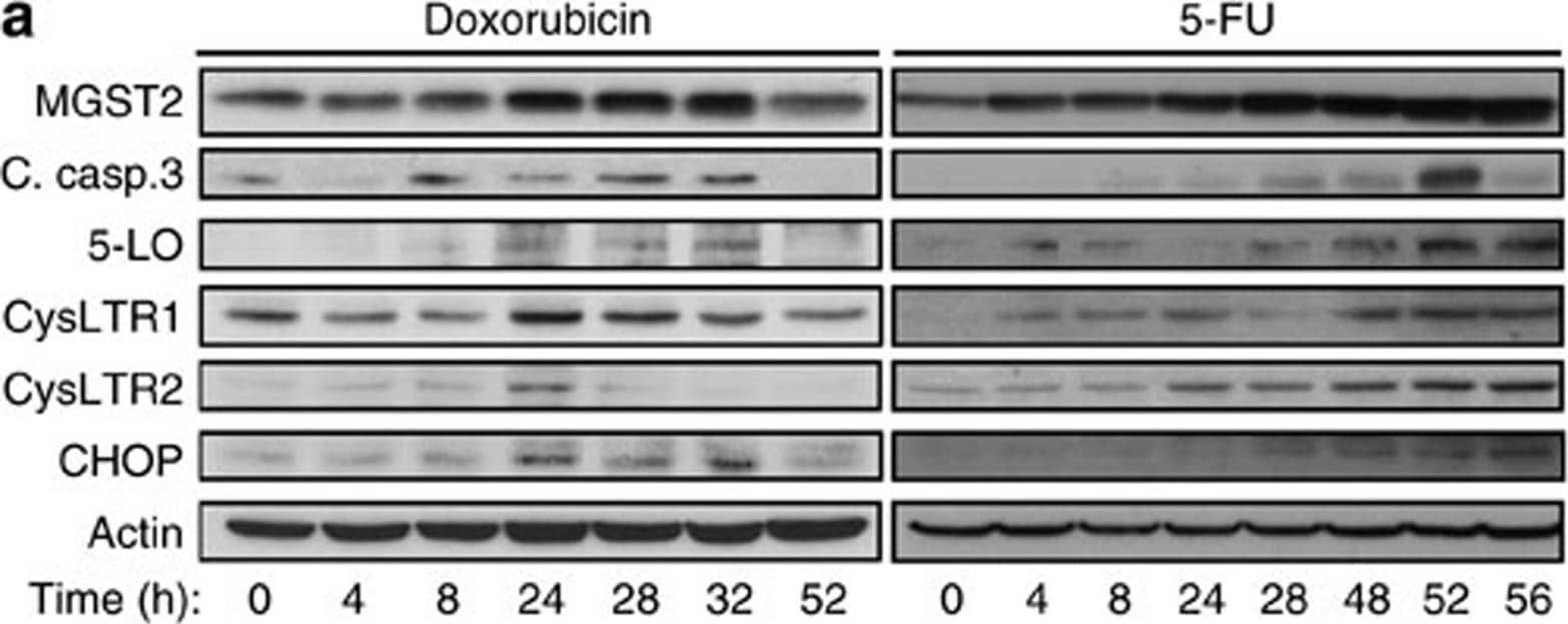 Western Blot MGST2 Antibody - BSA Free