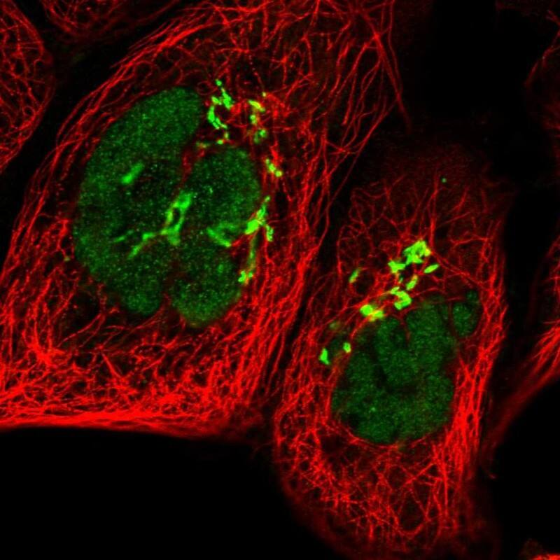 Staining of human cell line A-431 shows localization to nucleoplasm & the Golgi apparatus.
