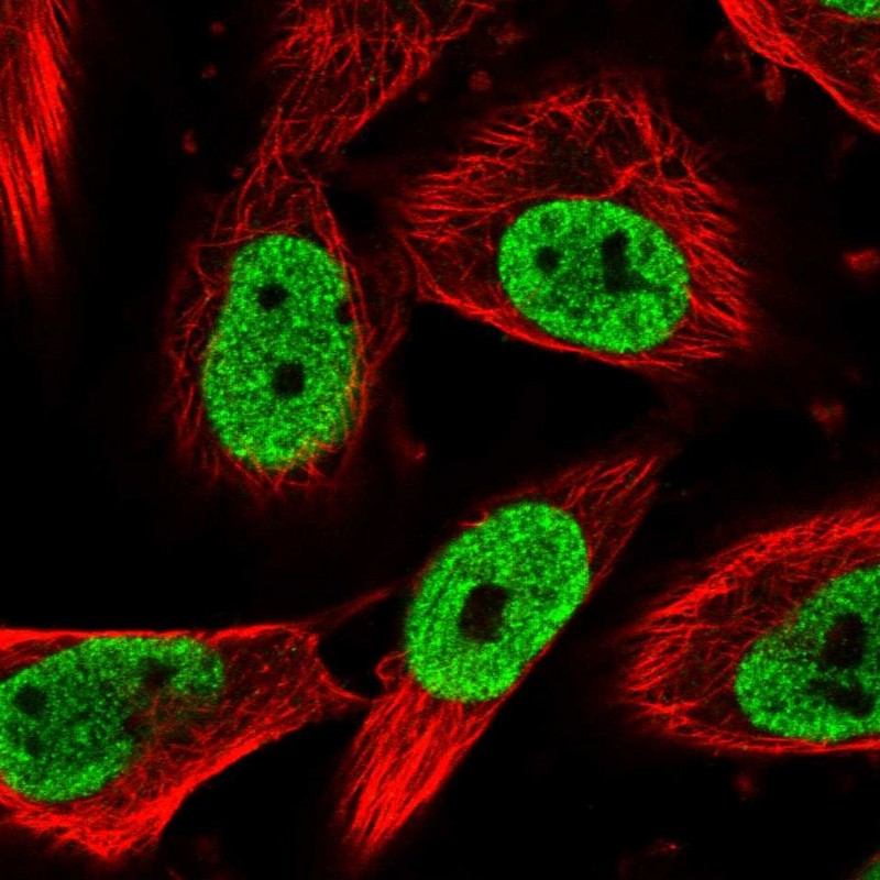 Immunocytochemistry/ Immunofluorescence NUP88 Antibody - BSA Free