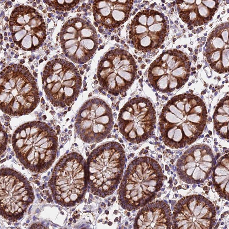 Staining of human colon shows strong granular cytoplasmic positivity in glandular cells.