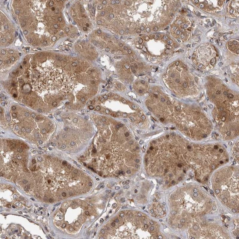 Immunohistochemistry-Paraffin CCDC190 Antibody - BSA Free