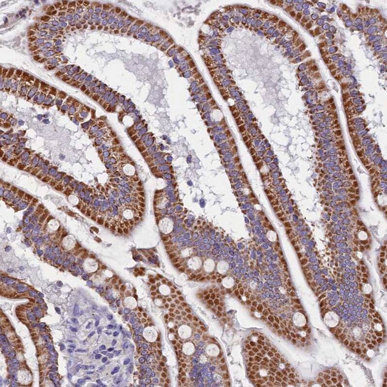 Staining of human small intestine shows strong granular cytoplasmic positivity in glandular cells.