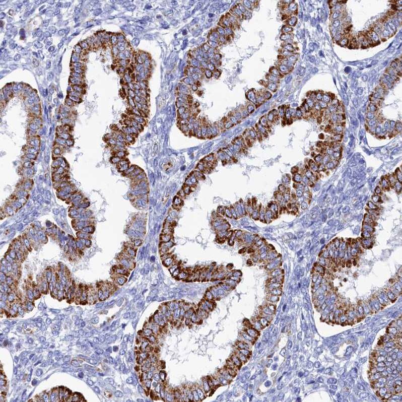 Staining of human endometrium shows strong granular cytoplasmic positivity in glandular cells.