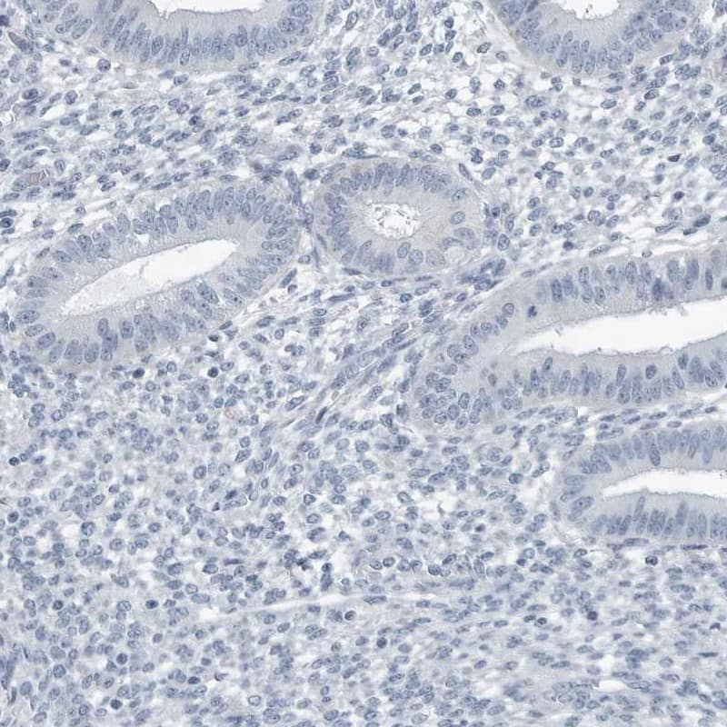 Staining of human endometrium shows low expression as expected.