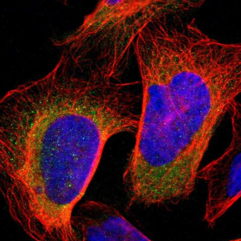 Immunocytochemistry/ Immunofluorescence KLHDC8B Antibody - BSA Free