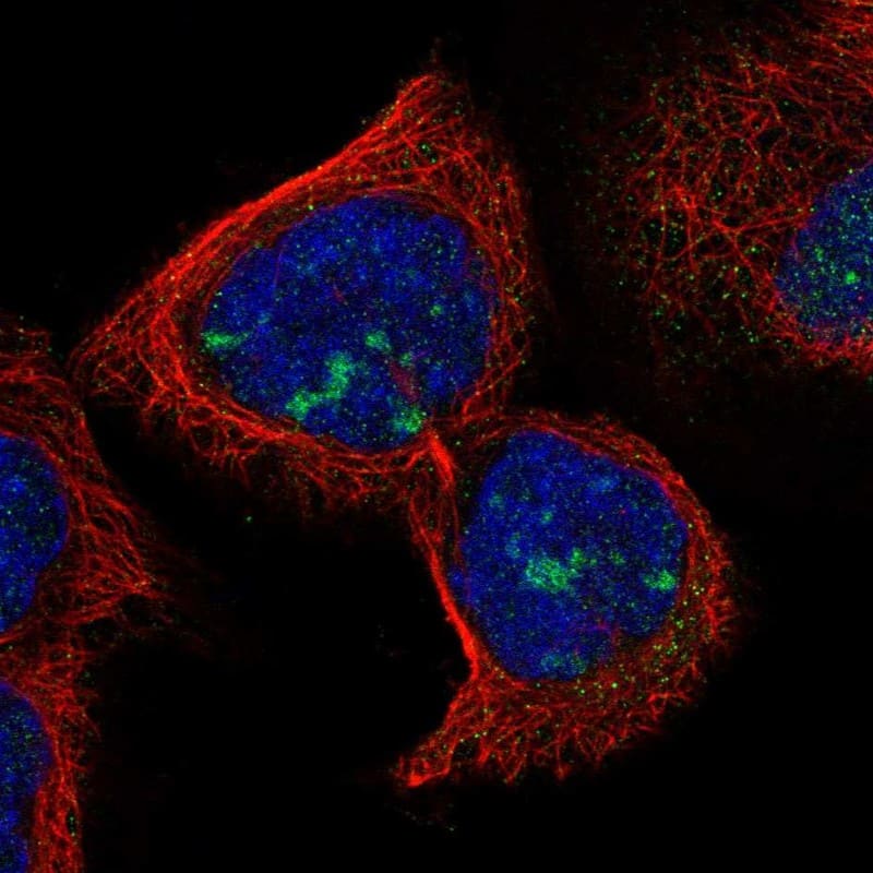 Immunocytochemistry/ Immunofluorescence RDM1 Antibody - BSA Free