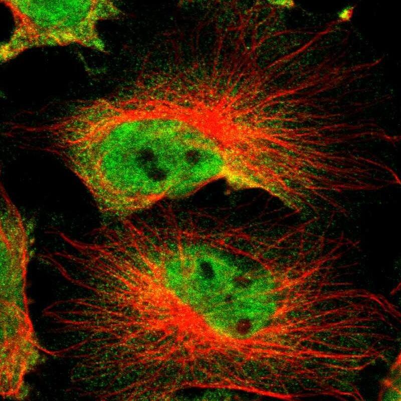 Staining of human cell line U-251 MG shows localization to nucleoplasm & cytosol.