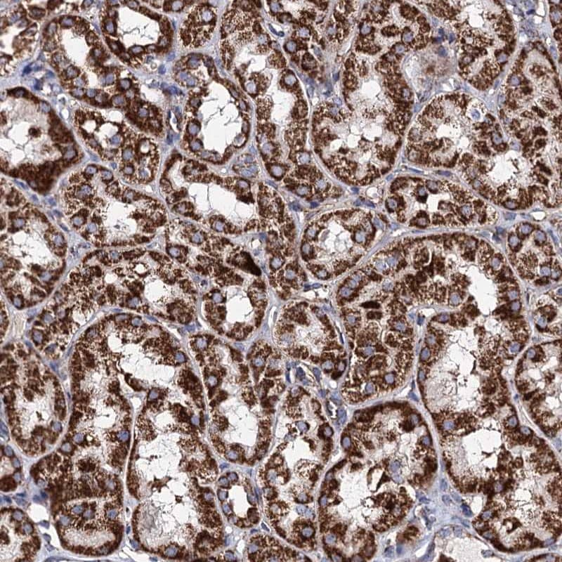 Staining of human kidney shows strong granular cytoplasmic positivity in tubules.