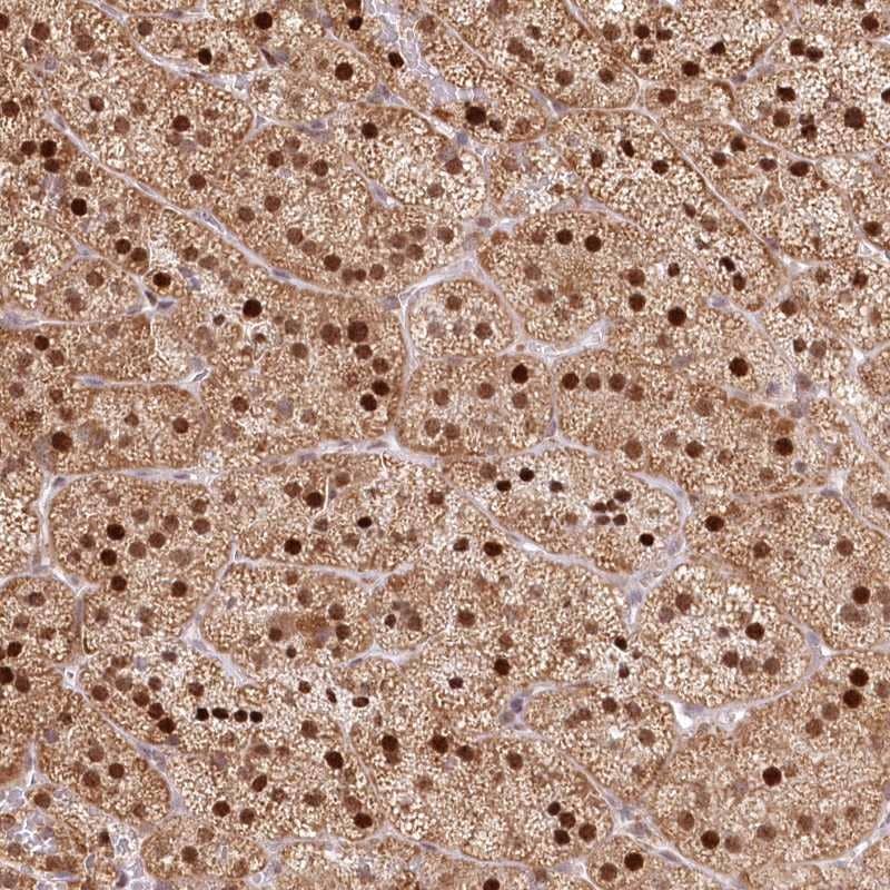 Immunohistochemistry-Paraffin PYURF Antibody - BSA Free