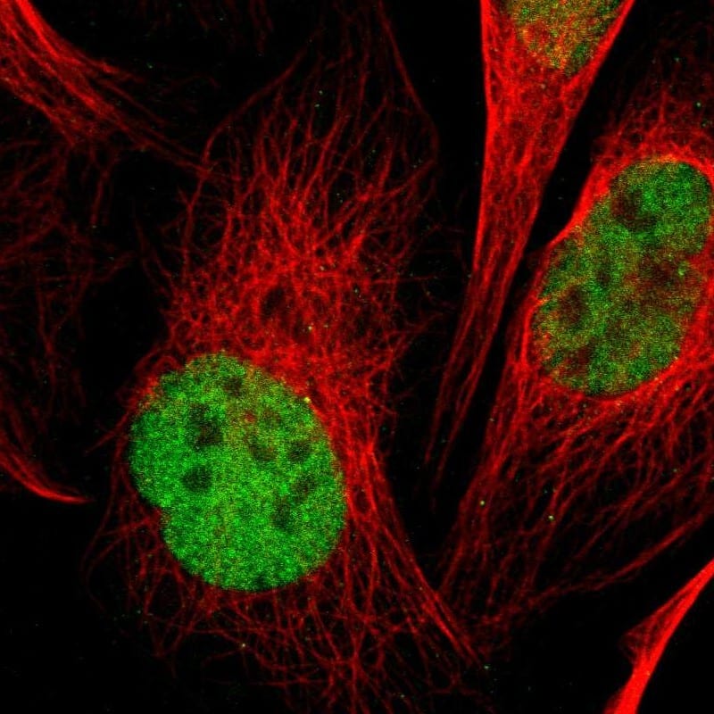 Staining of human cell line U-2 OS shows localization to nucleoplasm.