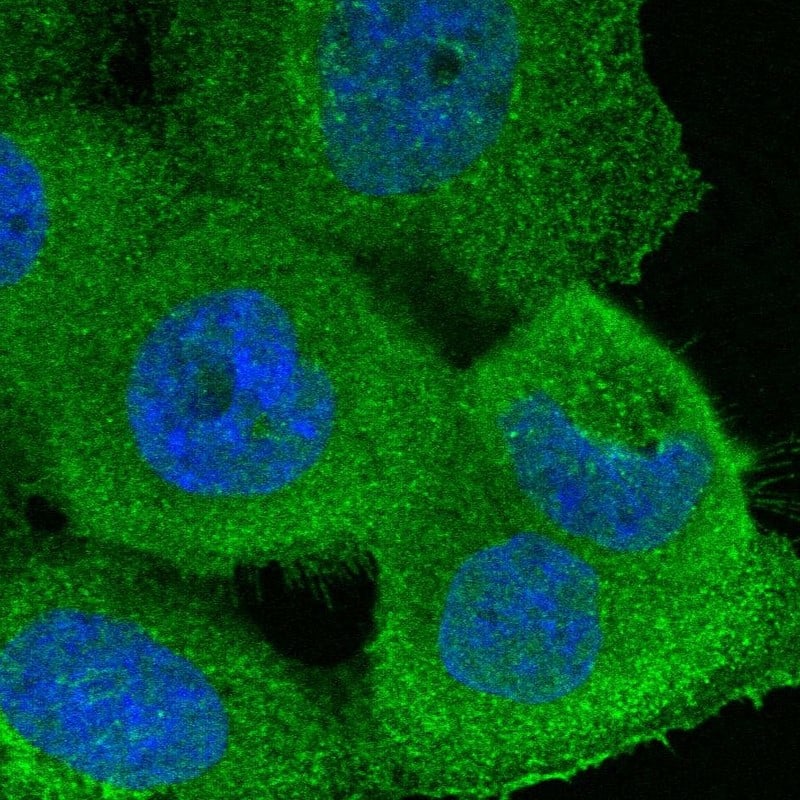 Staining of human cell line A-431 shows localization to plasma membrane.