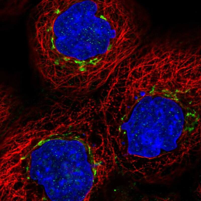 Immunocytochemistry/ Immunofluorescence MAN1A2 Antibody - BSA Free