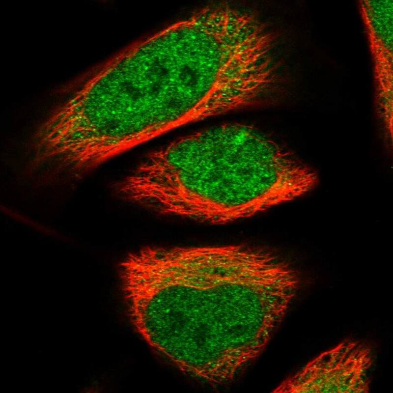 Staining of human cell line U-2 OS shows localization to nucleoplasm & cytosol.