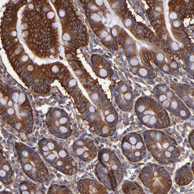 Staining of human small intestine shows strong cytoplasmic positivity in glandular cells.