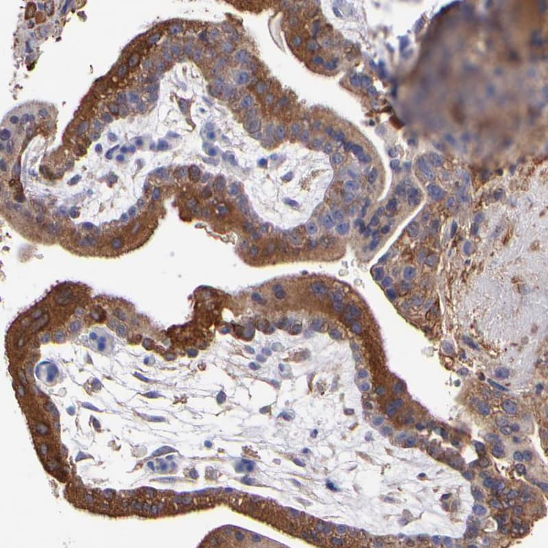 Staining of human placenta shows strong cytoplasmic positivity in trophoblastic cells.