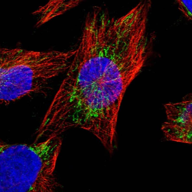 Staining of human cell line U-251 MG shows localization to mitochondria.