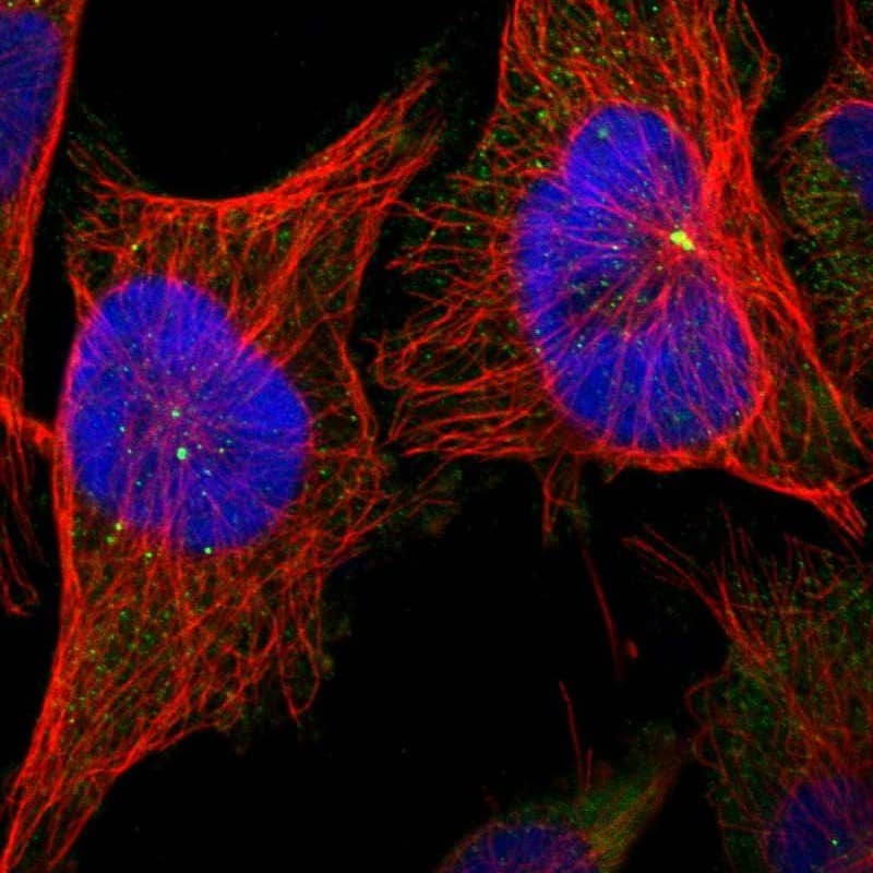 Staining of human cell line U-251 MG shows localization to cytosol & centrosome.