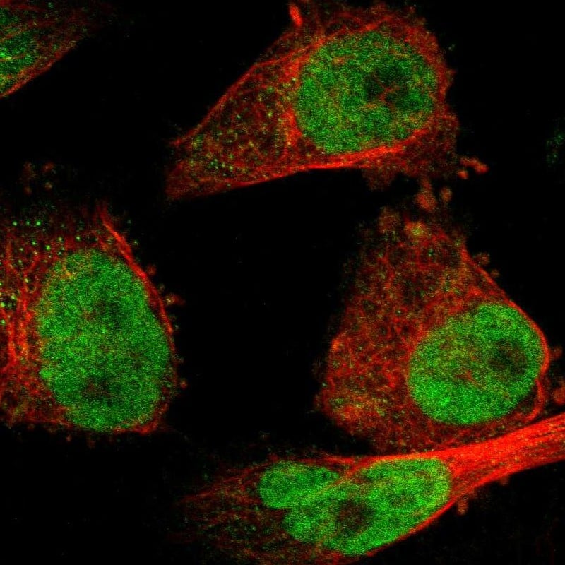 Staining of human cell line U-251 MG shows localization to nucleoplasm.