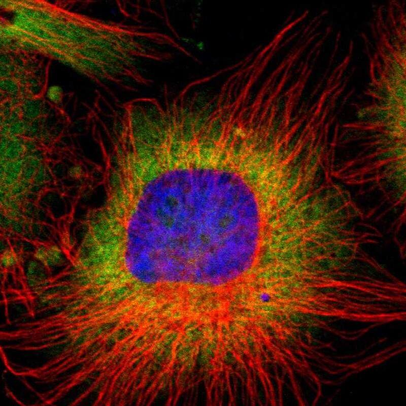 Staining of human cell line U-251 MG shows localization to nucleoli, cytosol & endoplasmic reticulum.