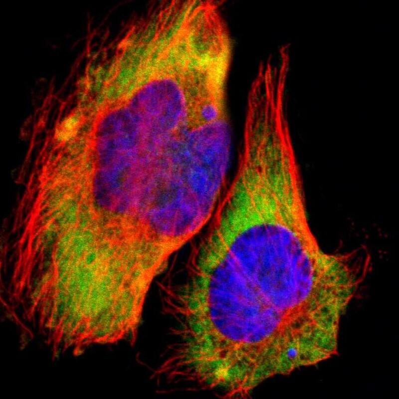 Staining of human cell line U-251 MG shows localization to cytosol & endoplasmic reticulum.