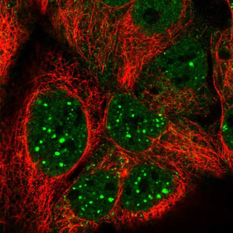 Staining of human cell line CACO-2 shows localization to nucleoplasm, nuclear bodies & cytosol.