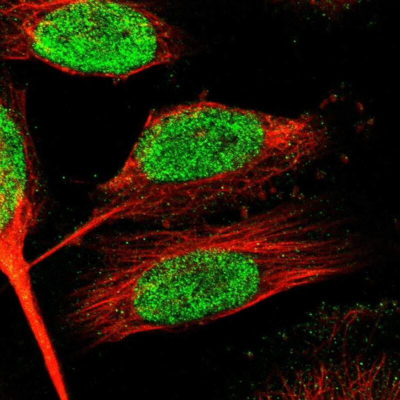 Staining of human cell line U-251 MG shows localization to nucleus.