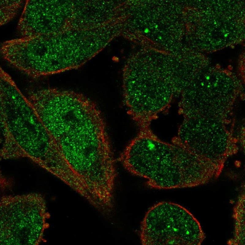 Immunocytochemistry/ Immunofluorescence ZWINT Antibody - BSA Free