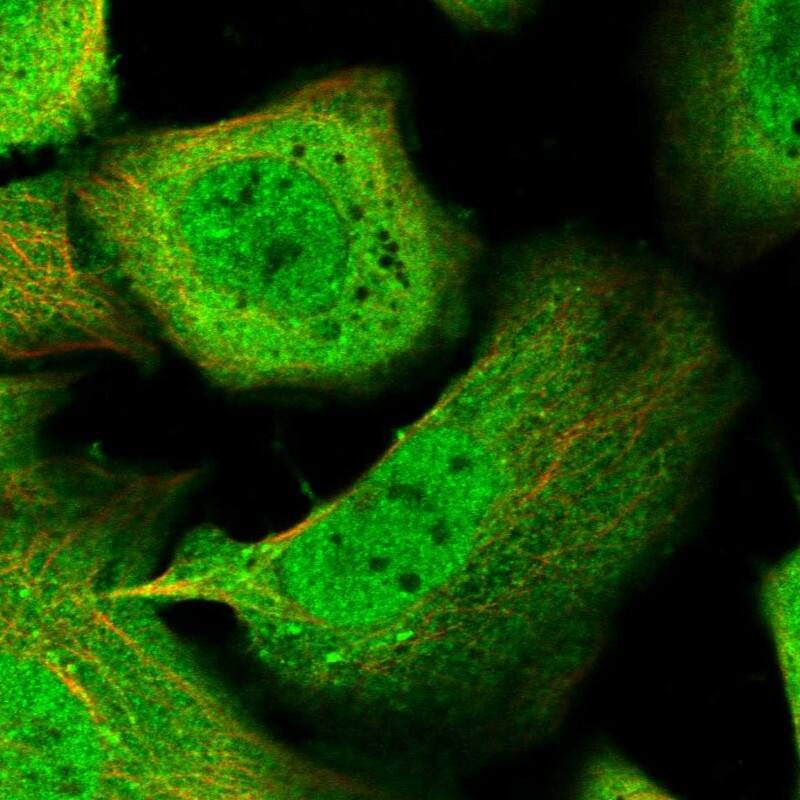 Staining of human cell line U-2 OS shows localization to nucleoplasm, plasma membrane & cytosol.