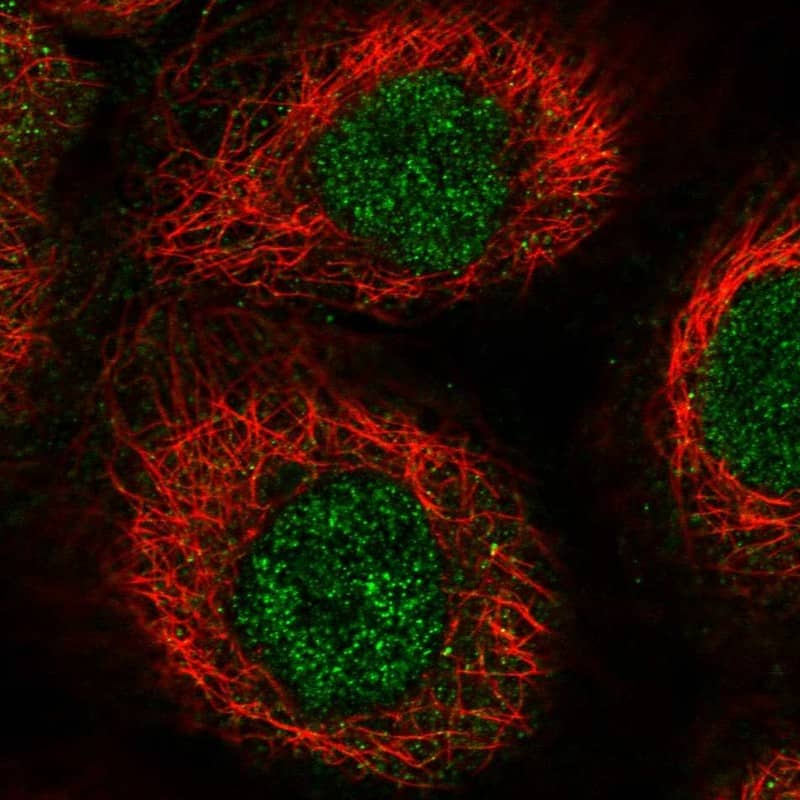 Immunocytochemistry/ Immunofluorescence RHPN1 Antibody - BSA Free