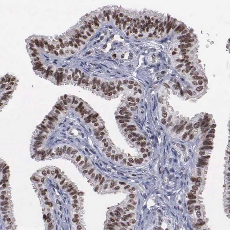 Staining of human Fallopian tube shows strong nuclear positivity in glandular cells.