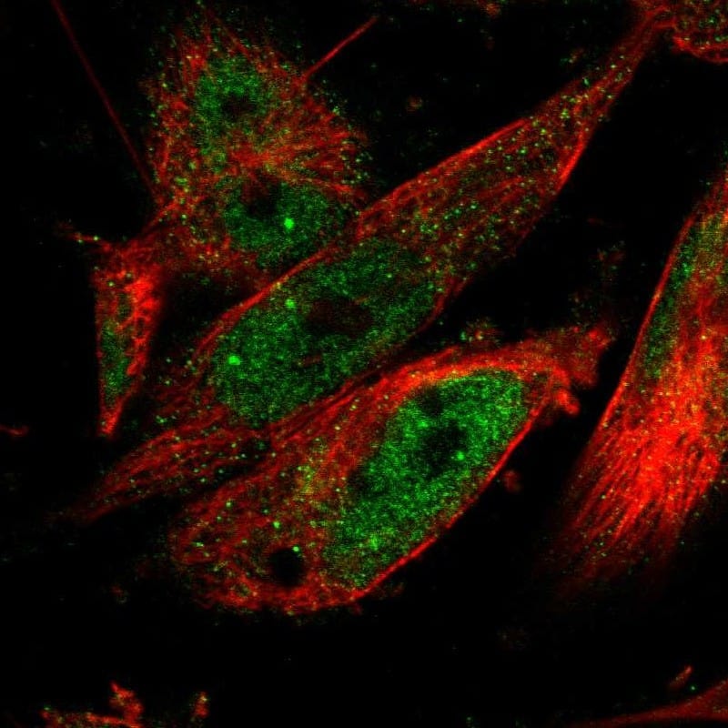Immunocytochemistry/ Immunofluorescence CPSF2 Antibody - BSA Free