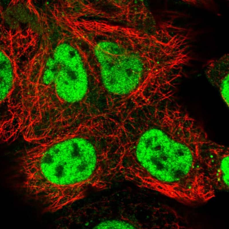 Immunocytochemistry/ Immunofluorescence COBRA1 Antibody - BSA Free