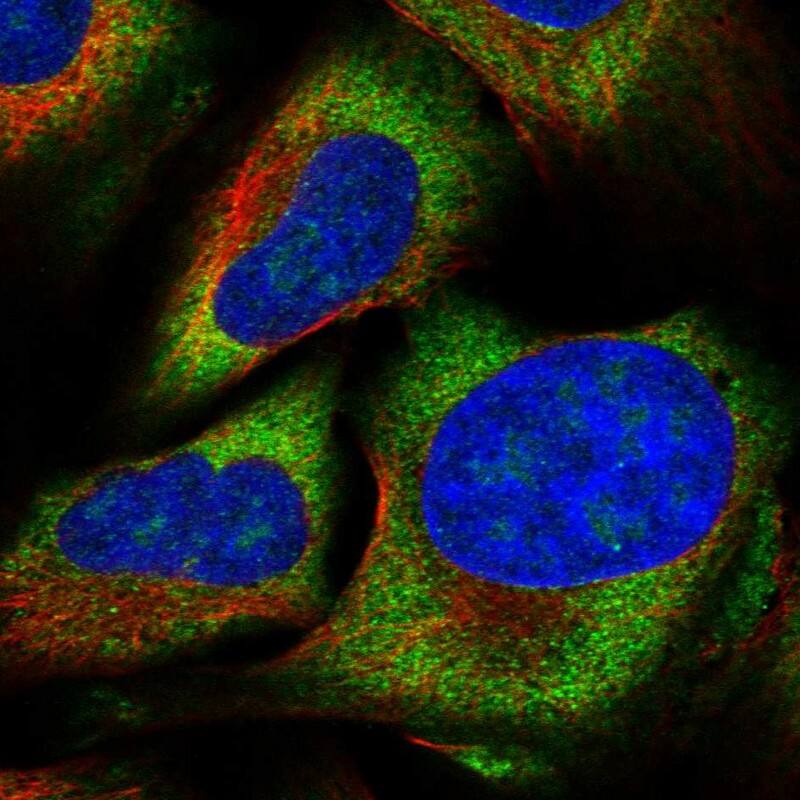 Staining of human cell line U-2 OS shows localization to nucleoli & cytosol.