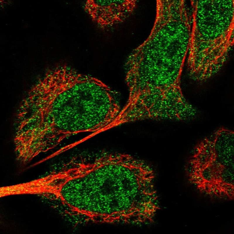 Immunocytochemistry/ Immunofluorescence USP24 Antibody - BSA Free