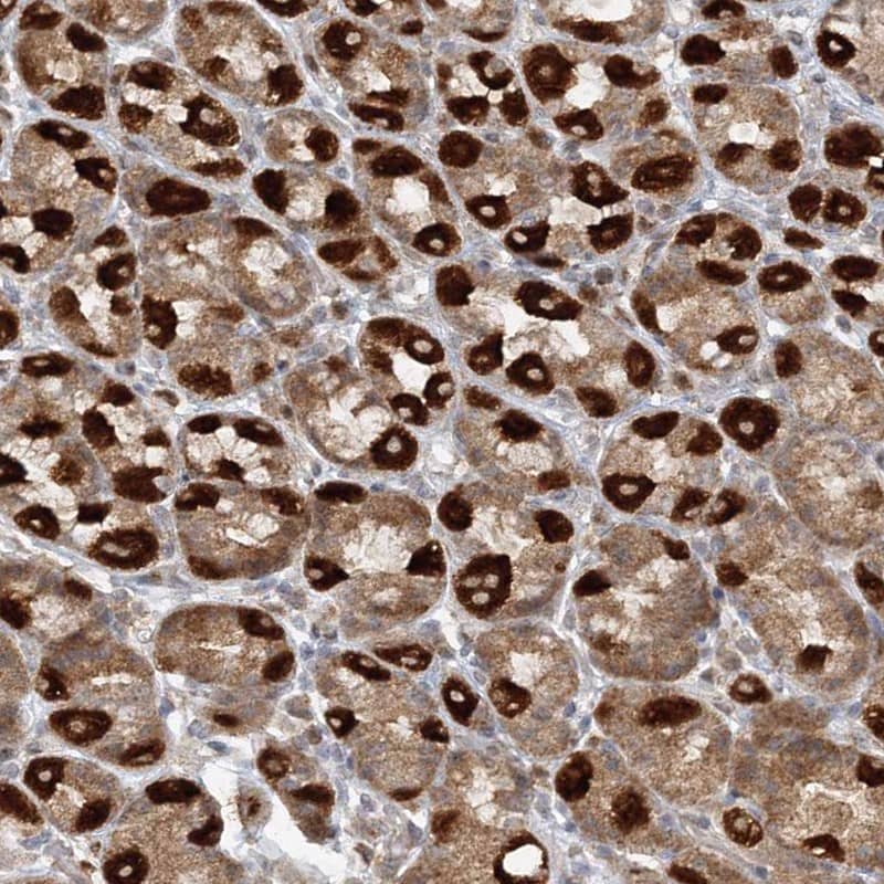 Immunohistochemistry-Paraffin RAB11FIP2 Antibody - BSA Free