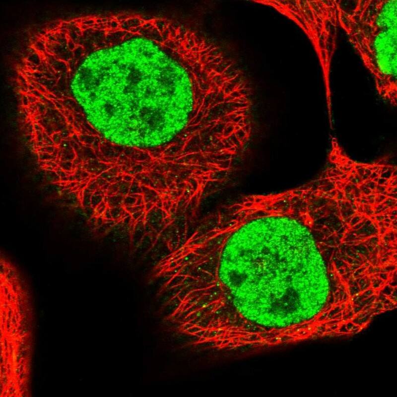 Immunocytochemistry/ Immunofluorescence PPRC1 Antibody - BSA Free