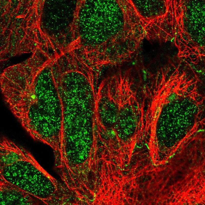 Staining of human cell line HEK 293 shows localization to nucleus, microtubule organizing center & cell junctions.