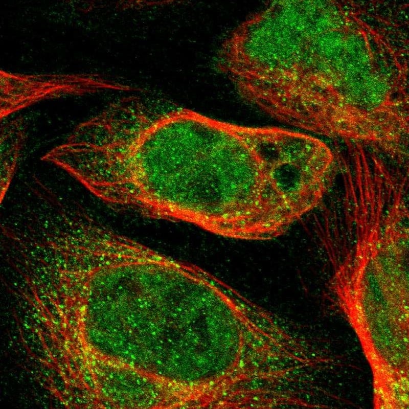 Staining of human cell line U-2 OS shows localization to nucleoplasm & cytosol.