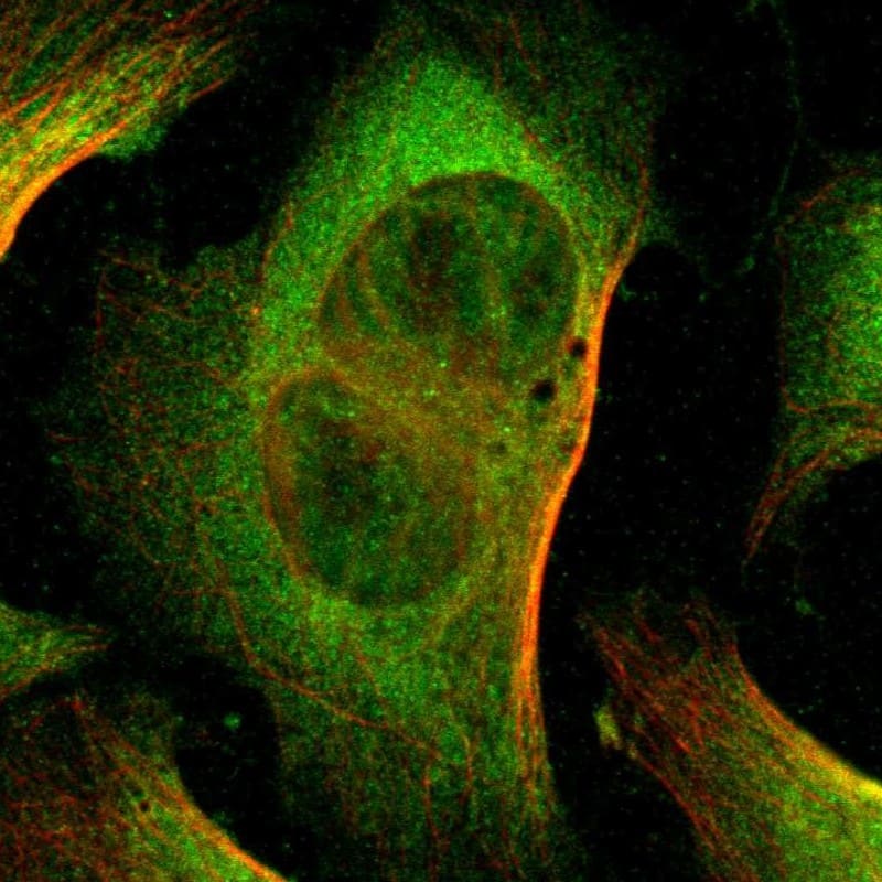 Staining of human cell line U-2 OS shows localization to nucleoplasm & cytosol.