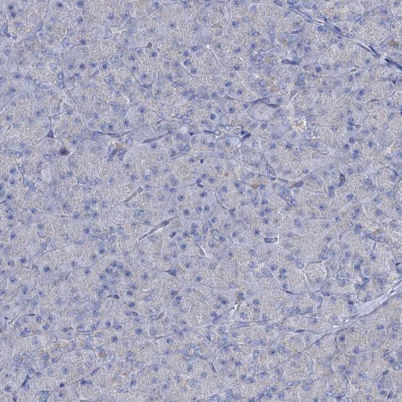 Staining of human pancreas shows no positivity in exocrine glandular cells as expected.
