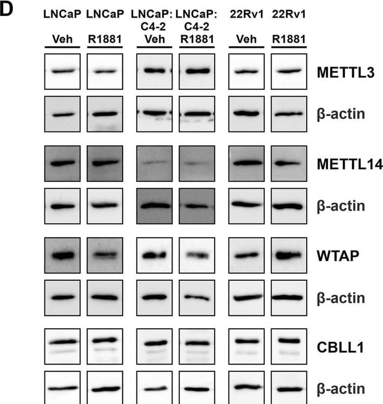 METTL3, METTL14, WTAP and CBLL1 expression in PCa cell lines LNCaP (n = 9) (A), LNCaP:C4-2 (n = 9) (B), 22Rv1 (n = 6) (C) with vehicle or R1881 (1 nM) treatment for 72 h; mRNA expression analysed by qRT-PCR relative to  beta -actin and protein expression analysed using western blot (D). ns, not significant; **p ≤ .005, ***p ≤ .001, ****p ≤ .0001 by unpaired t-test. Image collected and cropped by CiteAb from the following open publication (//pubmed.ncbi.nlm.nih.gov/36733939), licensed under a CC-BY license. Not internally tested by Novus Biologicals.