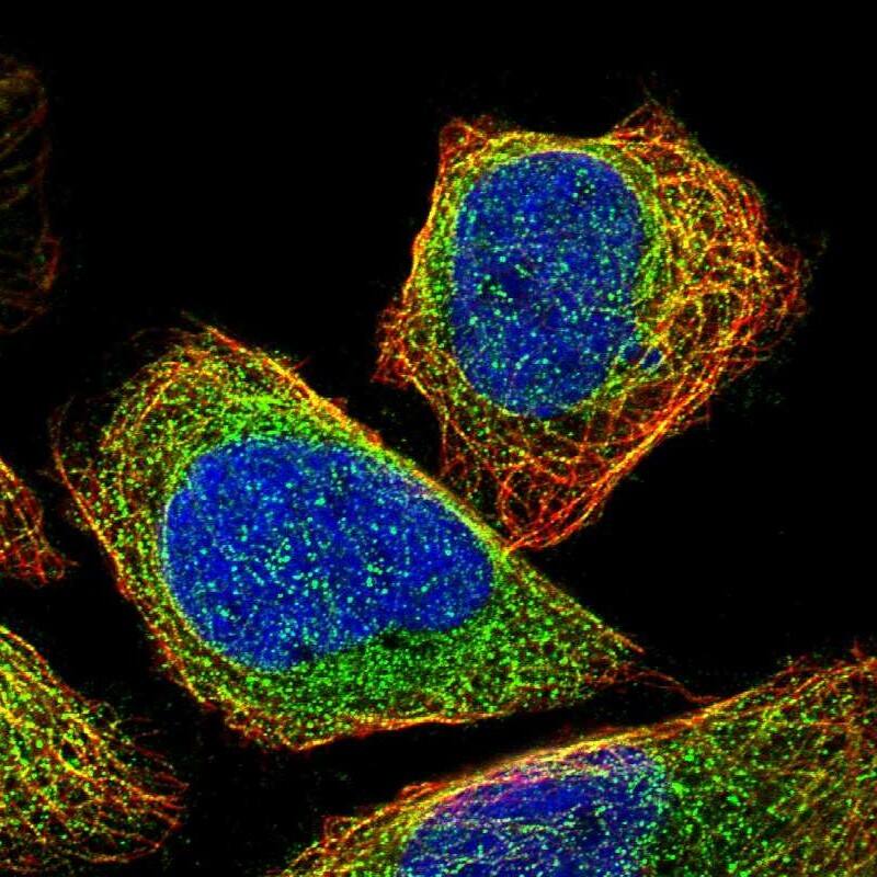 Immunocytochemistry/ Immunofluorescence CEP57 Antibody - BSA Free