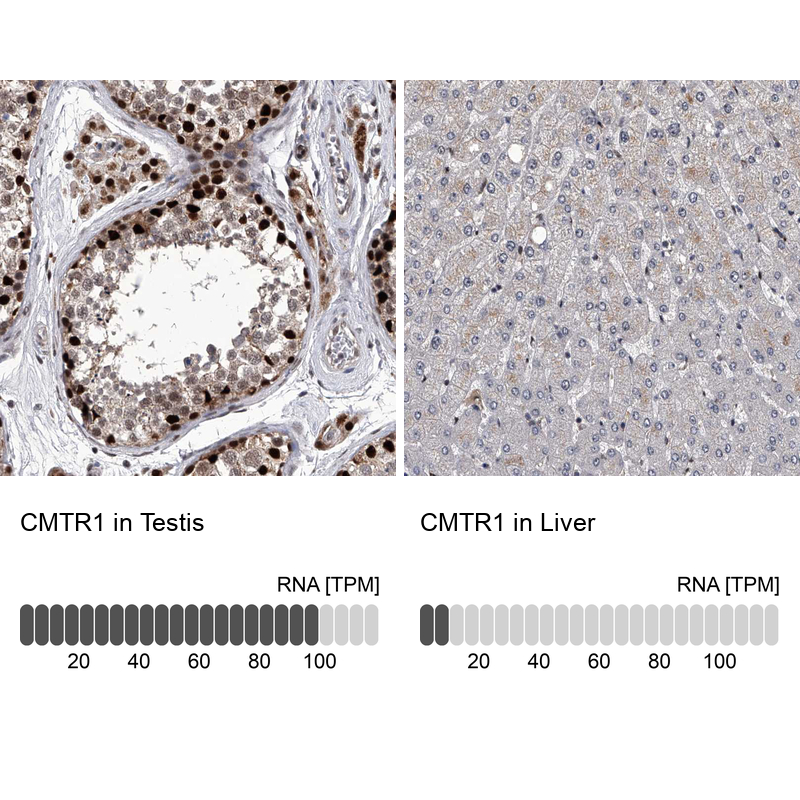 <b>Orthogonal Strategies Validation. </b>Analysis in human testis and liver tissues. Corresponding RNA-seq data are presented for the same tissues.