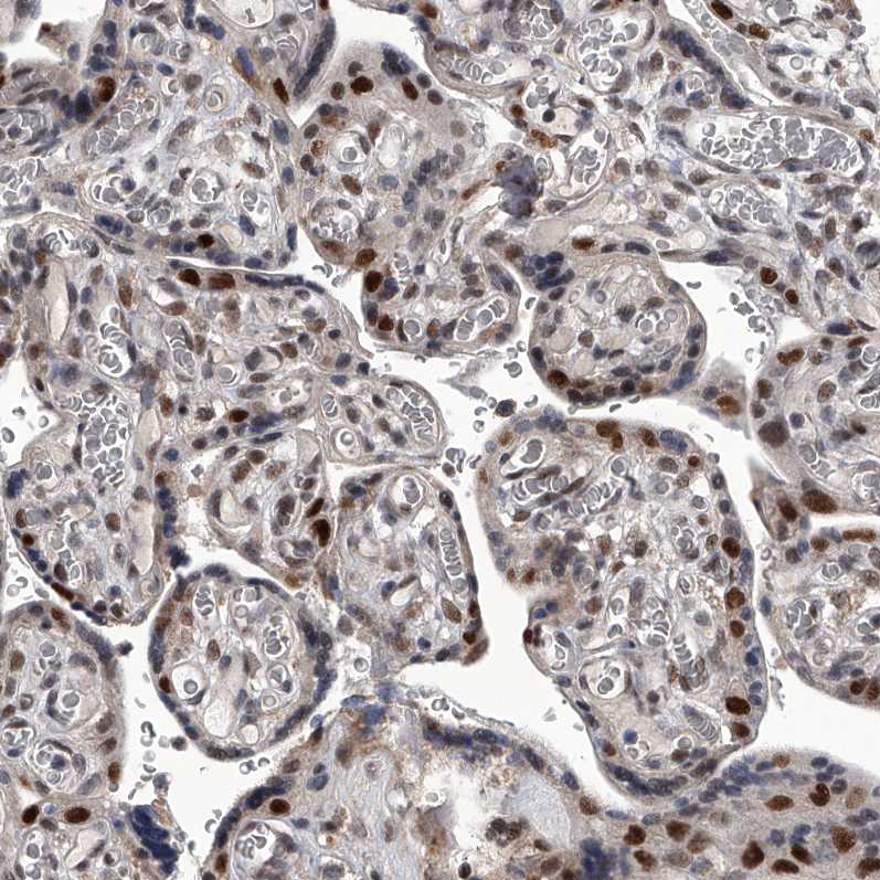 Staining of human placenta shows moderate to strong nuclear positivity in trophoblastic cells.