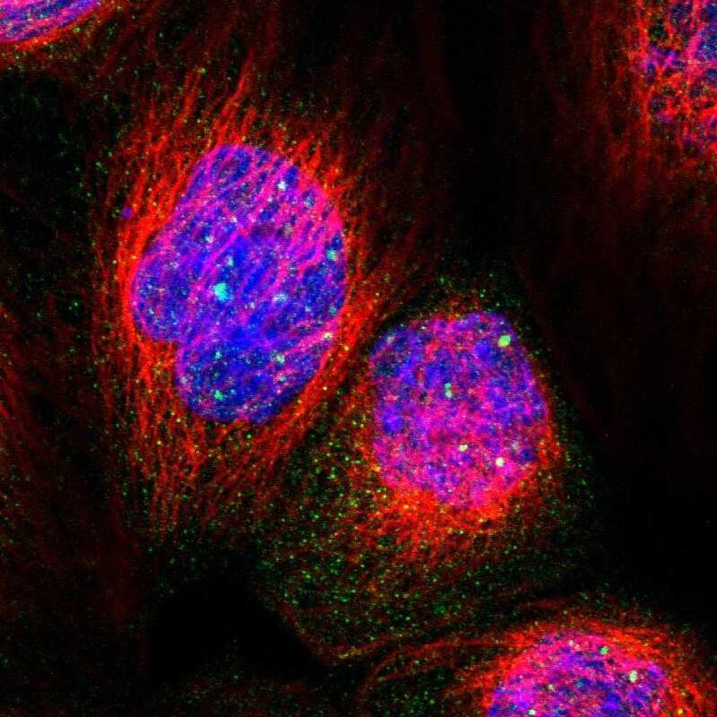 Staining of human cell line A-431 shows localization to nuclear bodies.