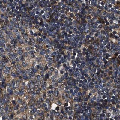 Staining of human lymph node.