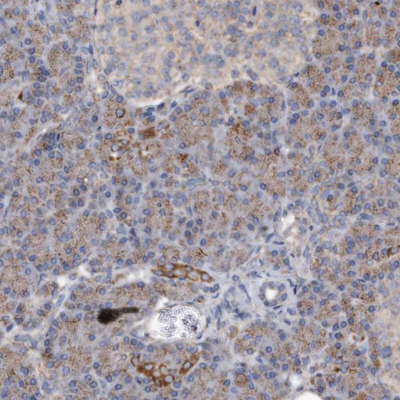 Staining of human pancreas shows very weak cytoplasmic positivity in exocrine glandular cells.