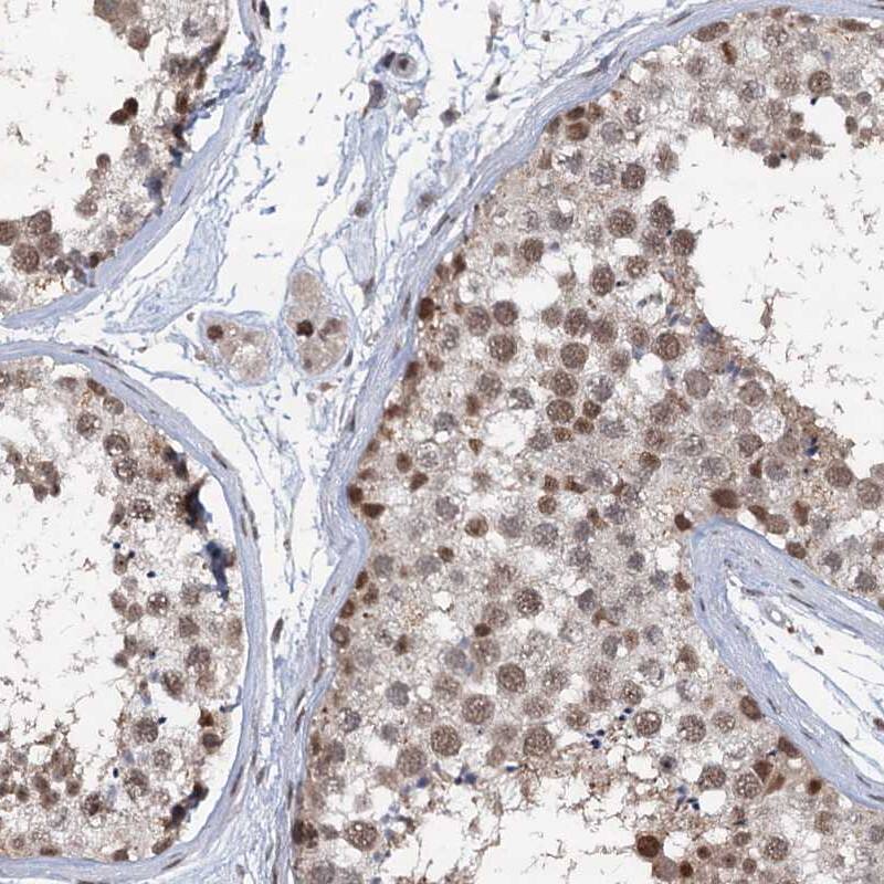 Staining of human testis shows moderate nuclear positivity in cells in seminiferous ducts and Leydig cells.