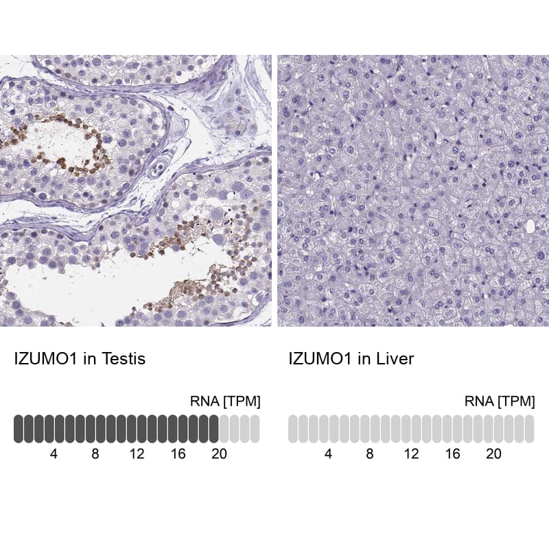 Immunohistochemistry-Paraffin IZUMO1 Antibody - BSA Free