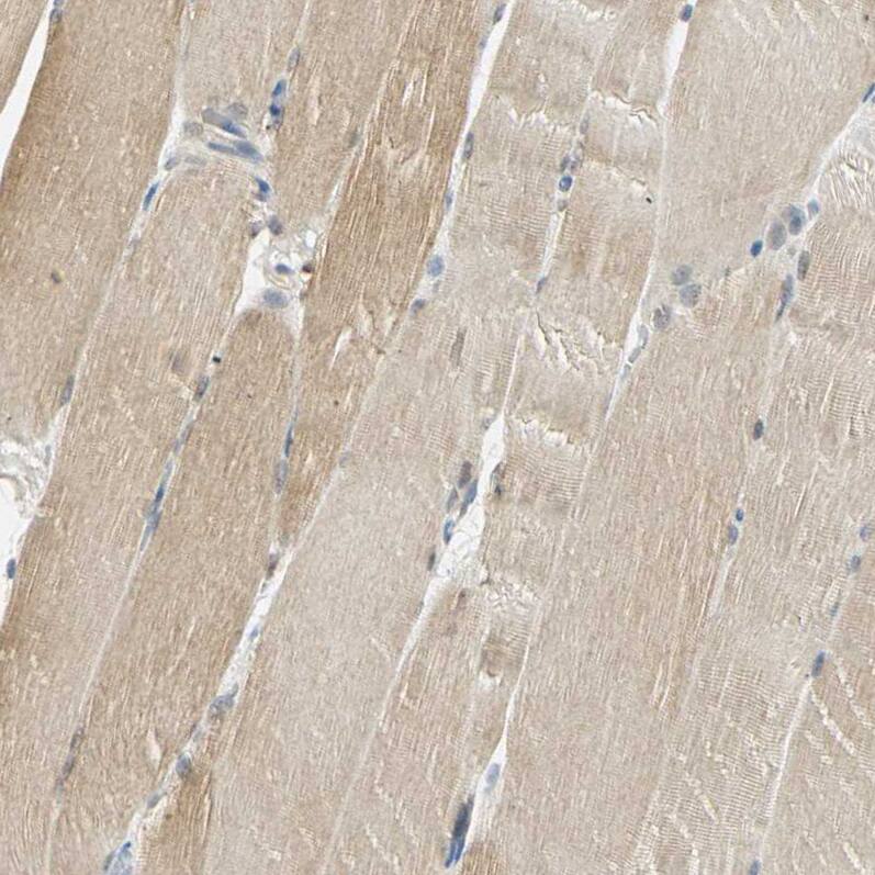 Immunohistochemistry-Paraffin USP13 Antibody - BSA Free